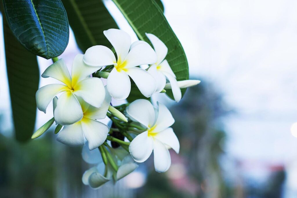 Beautiful plumeria flowers are White and Yellow in the garden Stock Free