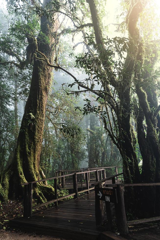 Beautiful rain forest at ang ka nature trail in doi inthanon national park, Thailand Stock Free