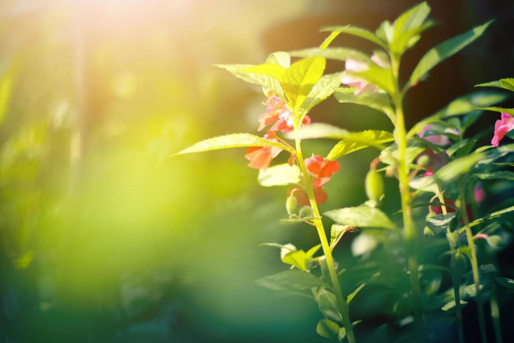 Beautiful red flowers with sunlight in nature background Stock Free