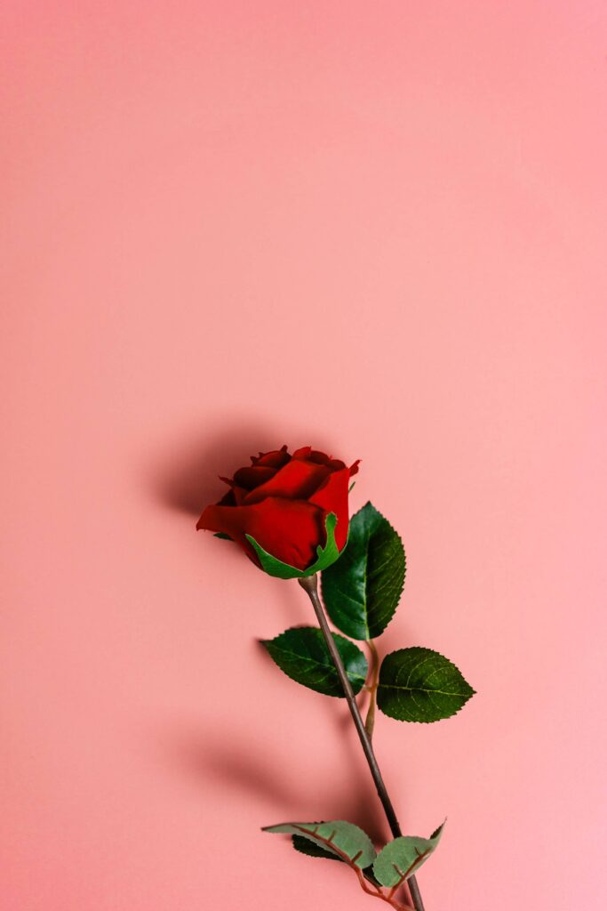 Beautiful Red Rose on Pastel Background Free Photo