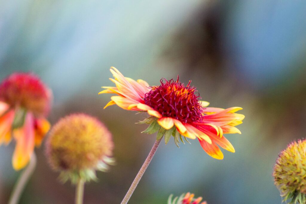 Beautiful Red Yellow Flower Close Up Free Photo