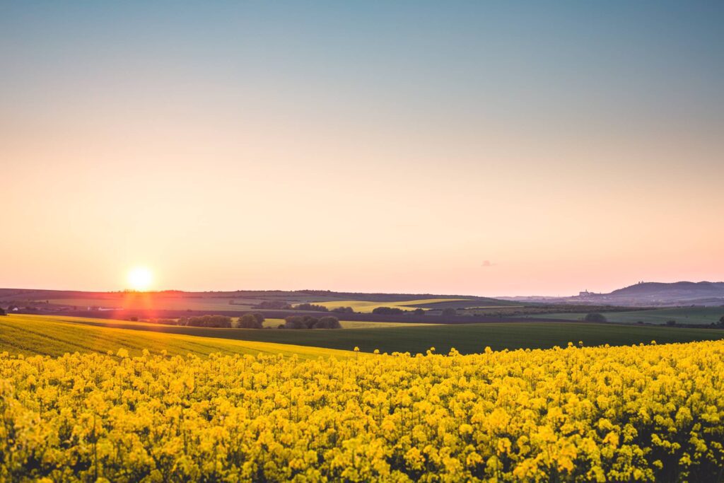 Beautiful Sunset Over The Yellow Rapeseed Field Free Photo