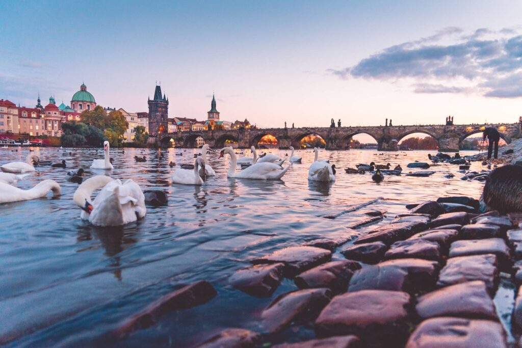 Beautiful Sunset Panorama with Swans and Charles Bridge in Prague Free Photo