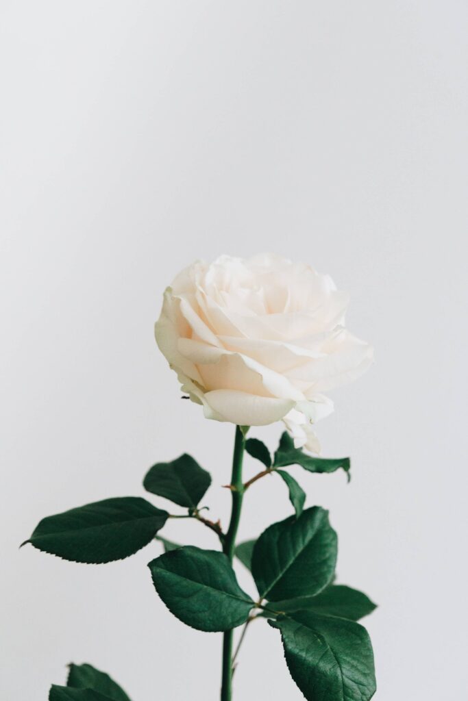 Beautiful White Rose Free Photo