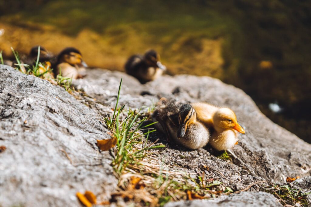 Beautiful Wild Duck Cubs Free Photo