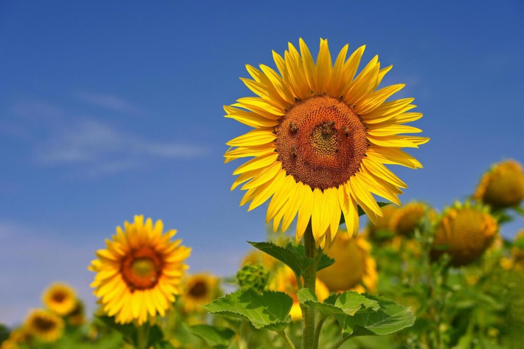 Beautiful yellow flowers – sunflowers in nature with blue sky. Summer background. Stock Free