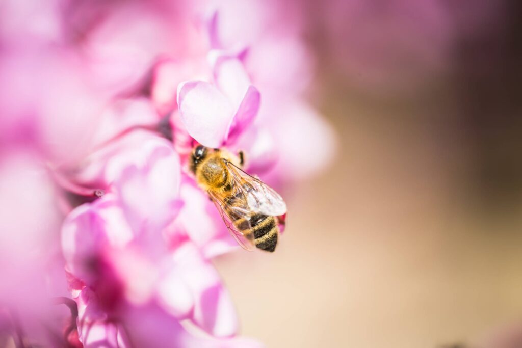 Bee at Work Close Up Free Photo