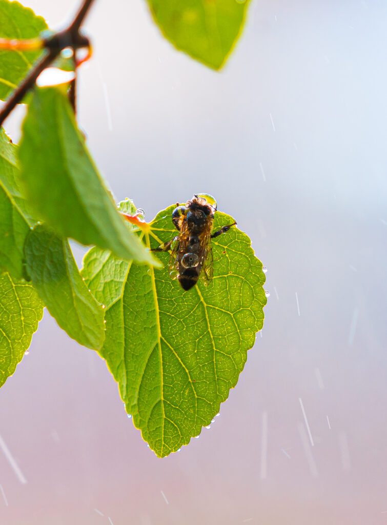 Bee Hiding From the Rain Free Photo