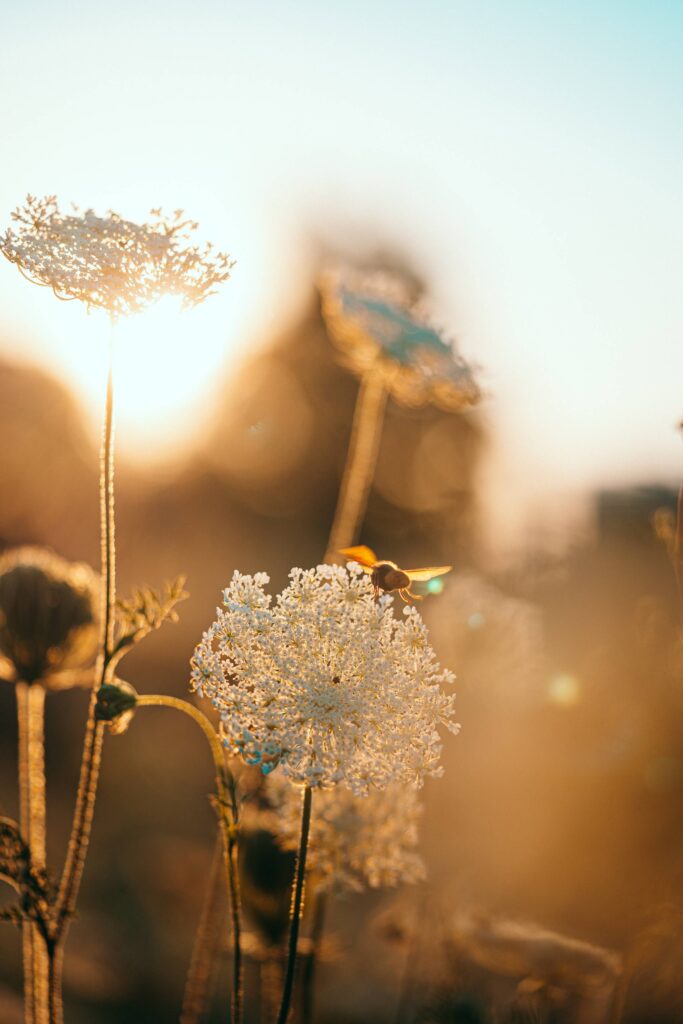 Bee on a Flower During Golden Hour Sunset Sun Rays Free Photo