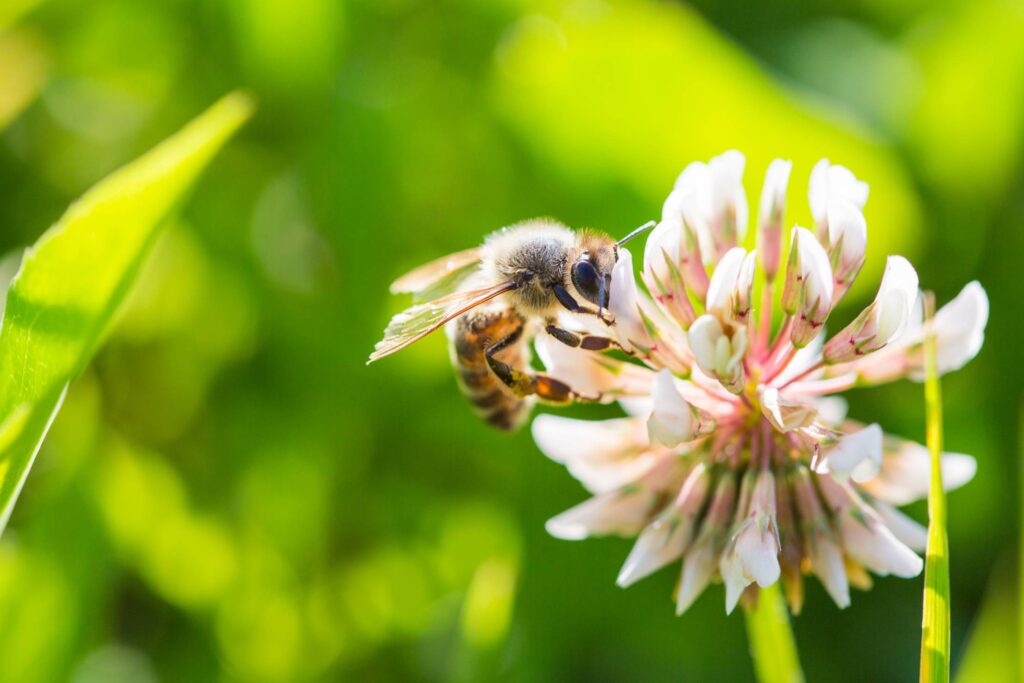 Bee Working on White Clover Flower Close Up Free Photo