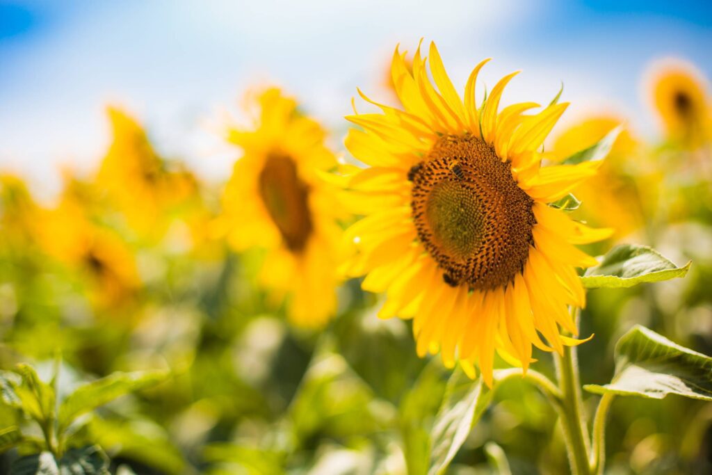 Bees Working on a Big Colorful Sunflower Free Photo