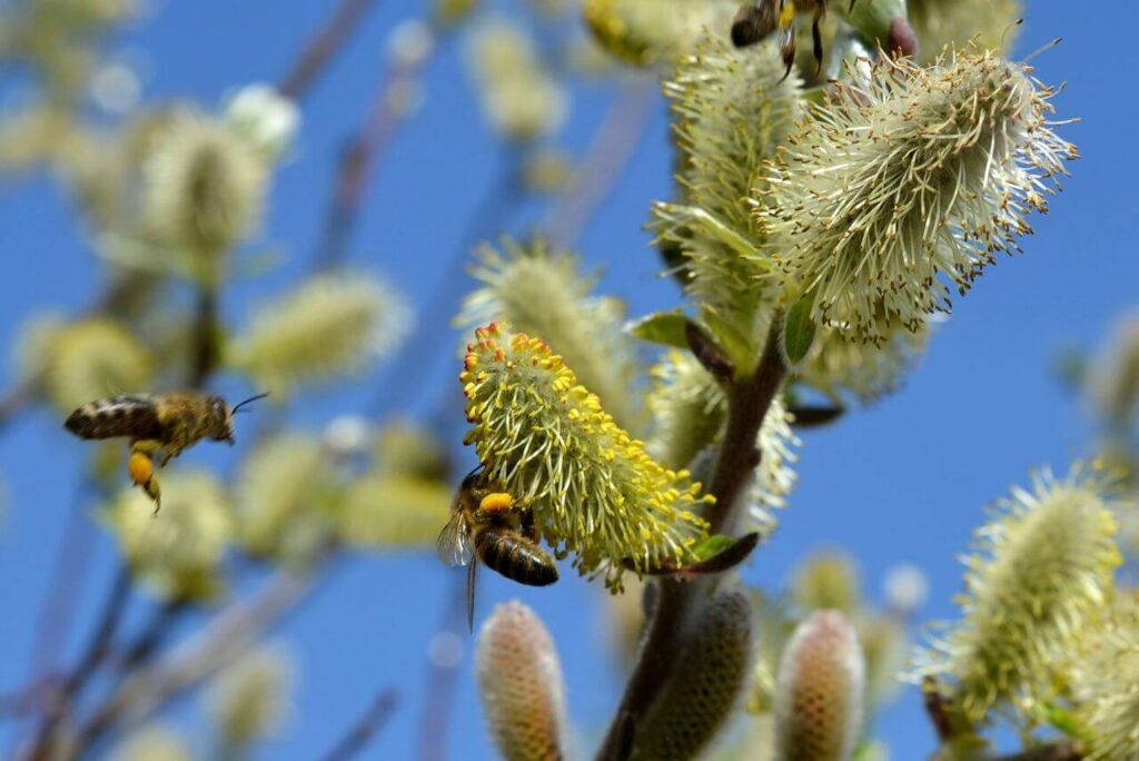 Bees Stock Free