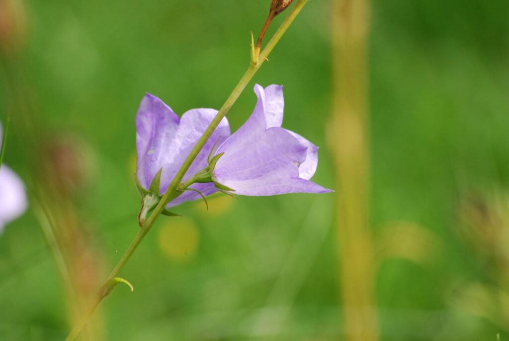 Bellflower Stock Free