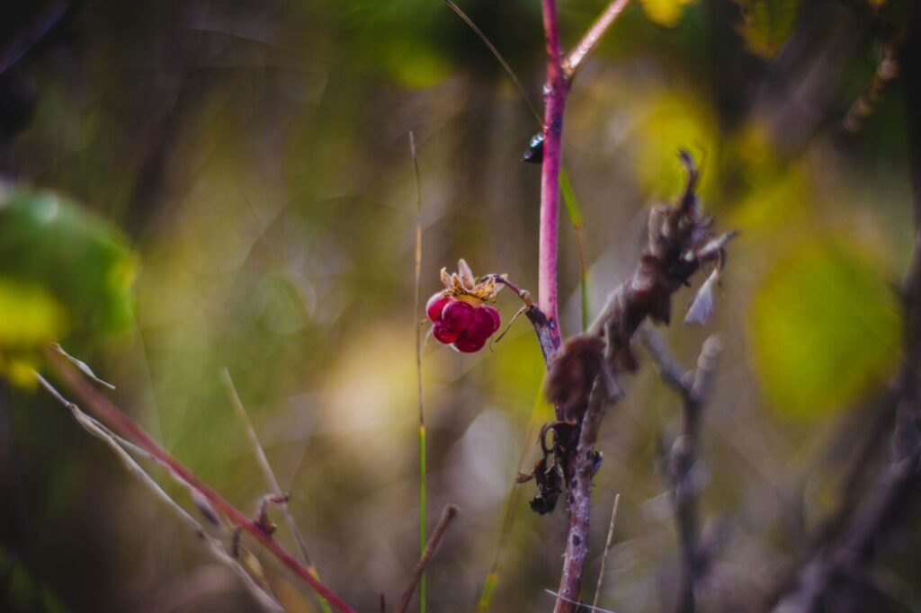 Berries Stock Free