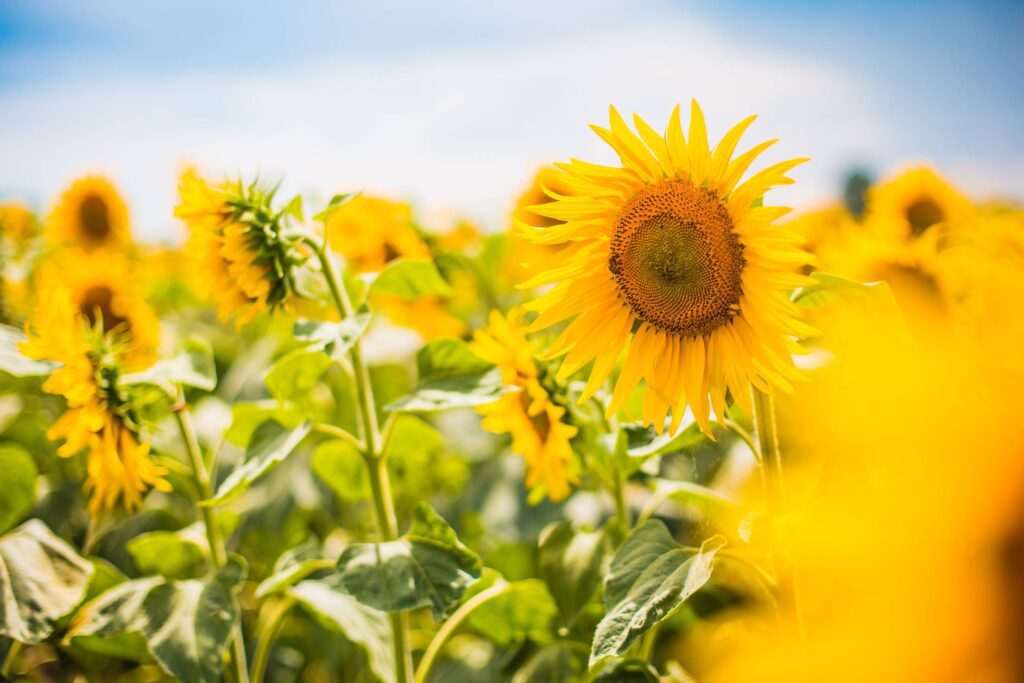 Big Colorful Sunflower with a Honeybee Free Photo