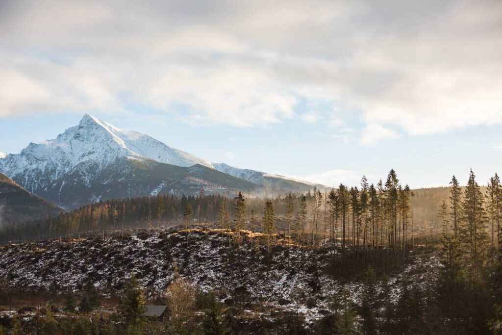 Big Mountain and Morning Woods Scenery Free Photo