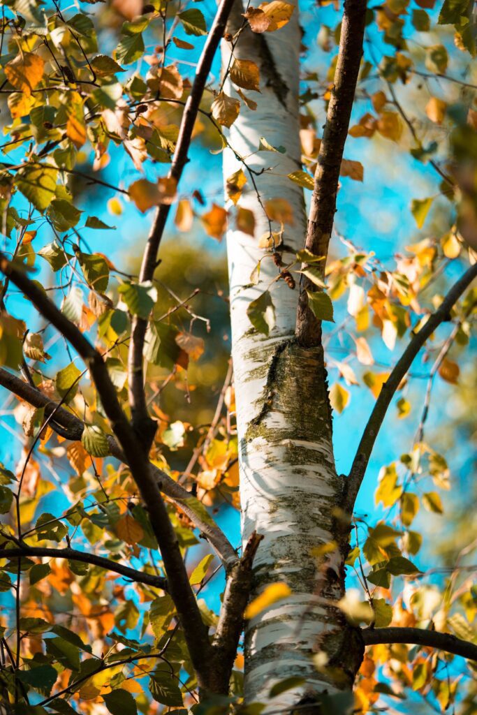 Birch Tree Free Photo