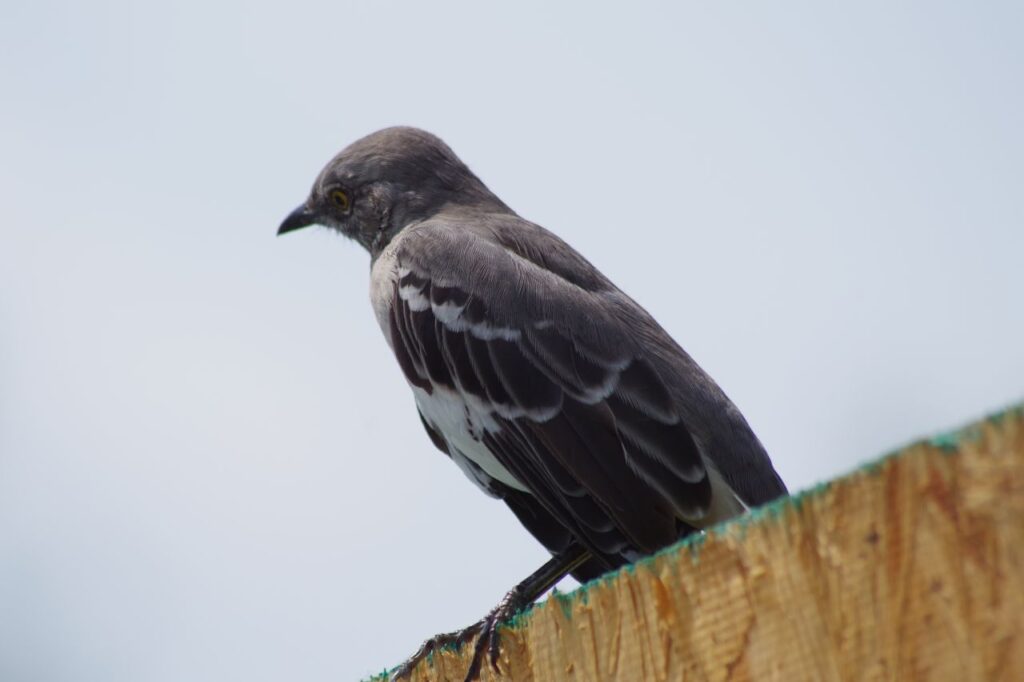 Bird On Fence Stock Free