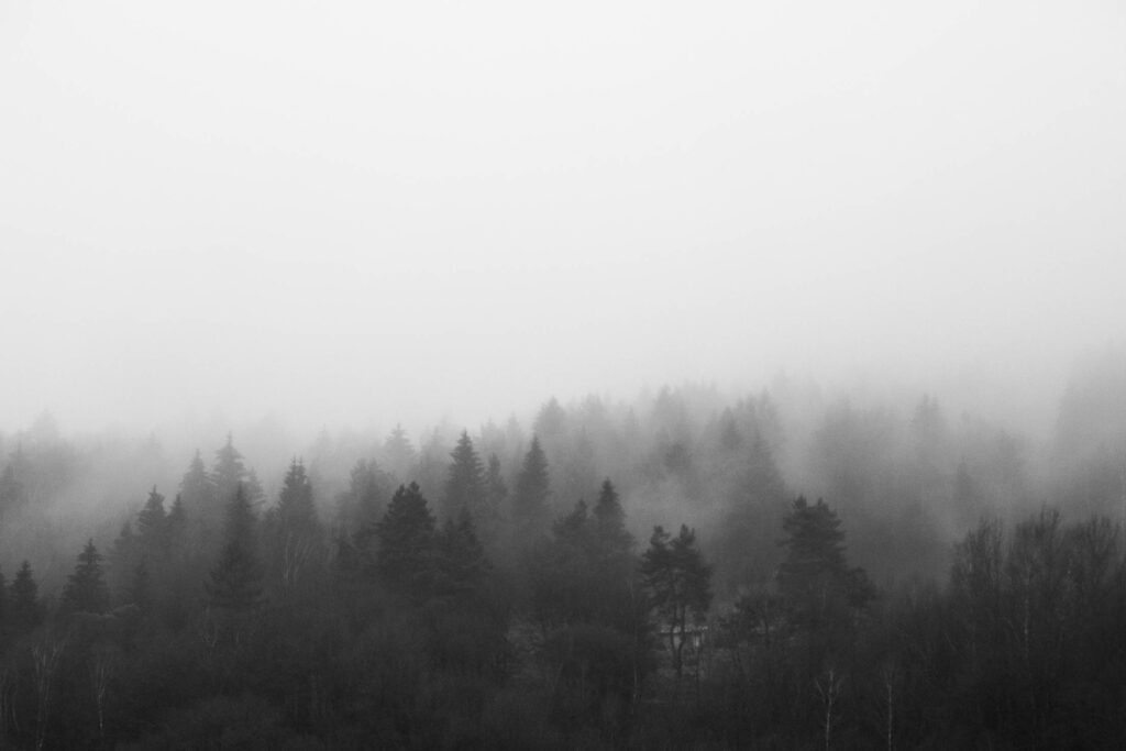 Black and White Morning Foggy Forest Free Photo