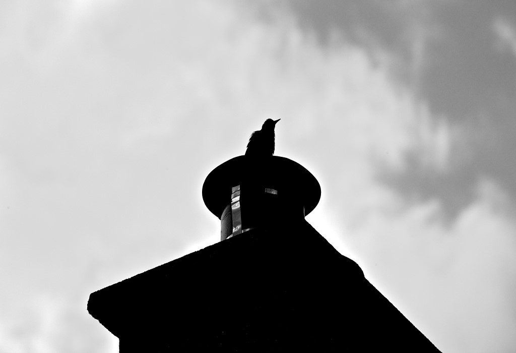 Black Bird on Rooftop Free Stock HD Photo