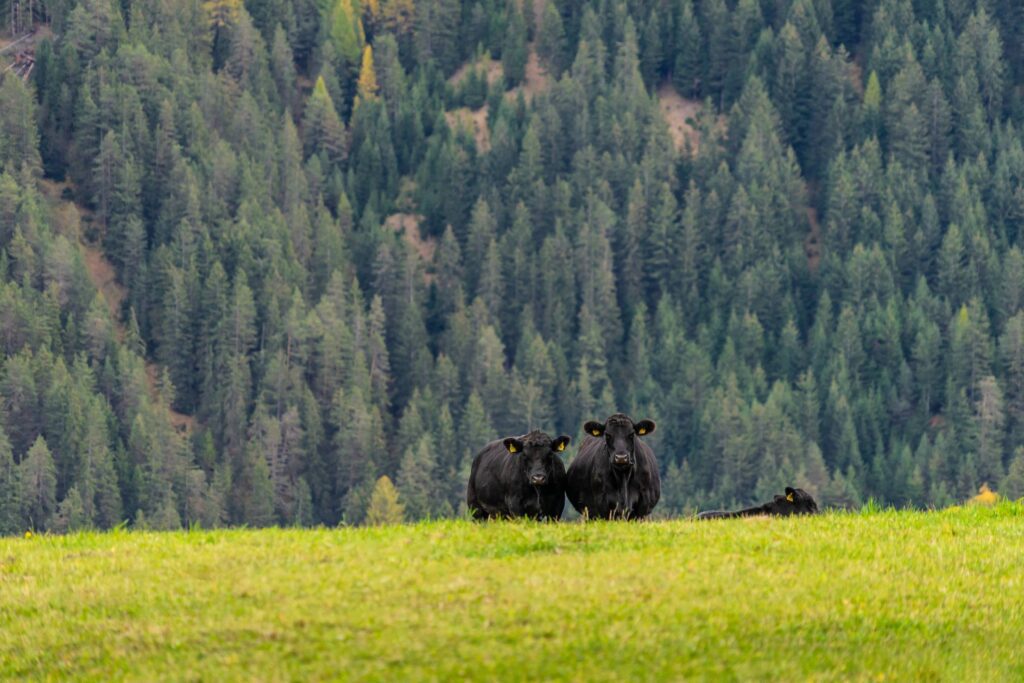 Black Cows Looking Into Camera Free Photo