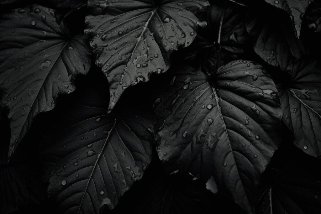 Black Leaves with Water Drops Stock Free