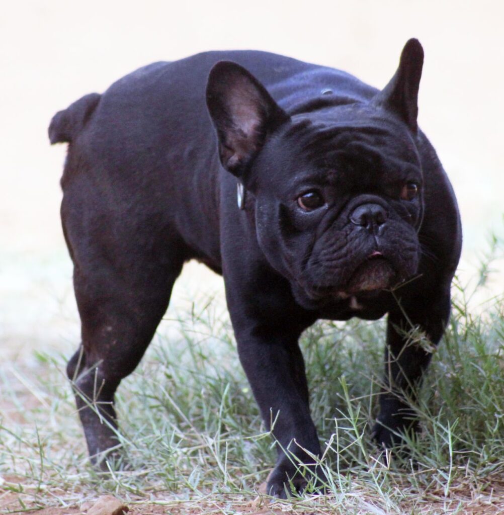 Black Pug Stock Free