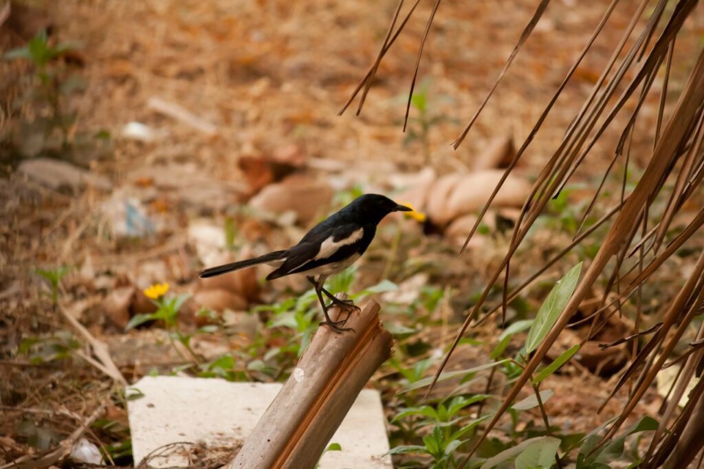 Black Small Bird Stock Free