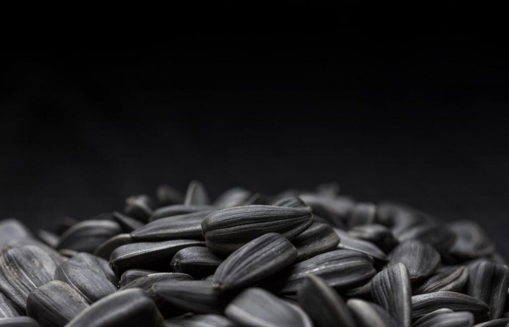 Black sunflower seeds background with copy space Stock Free