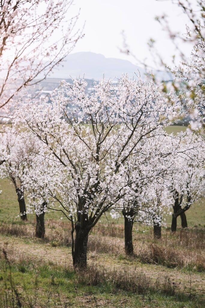 Blooming Almond Trees Free Photo