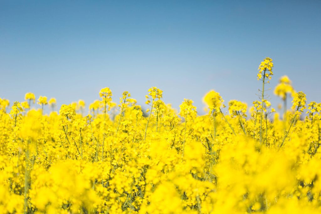 Blooming Canola Rapeseed Field Free Photo