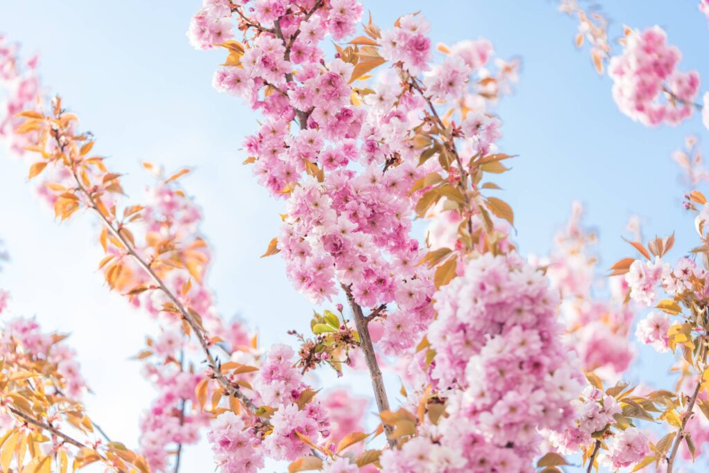 Blossoms of Cherry Tree in the Spring Free Photo