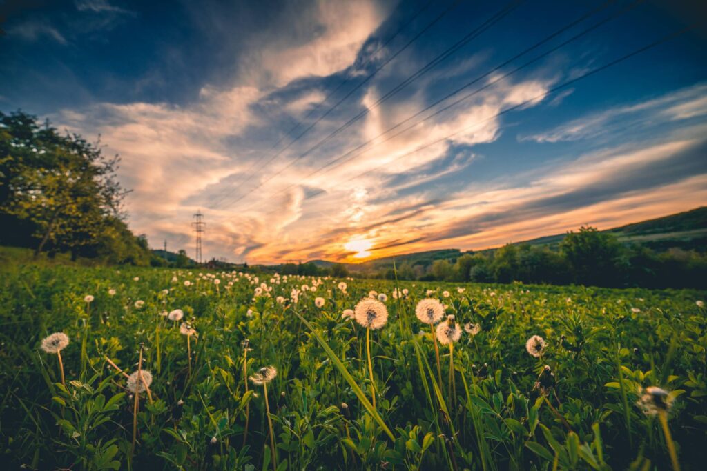 Blowball Field at Colorful Sunset Free Photo