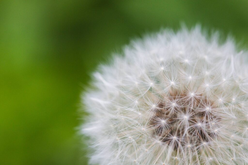 Blowball/Dandelion Close Up Free Photo