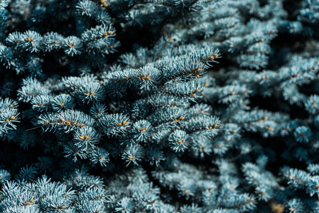 Blue Conifer Tree Free Photo