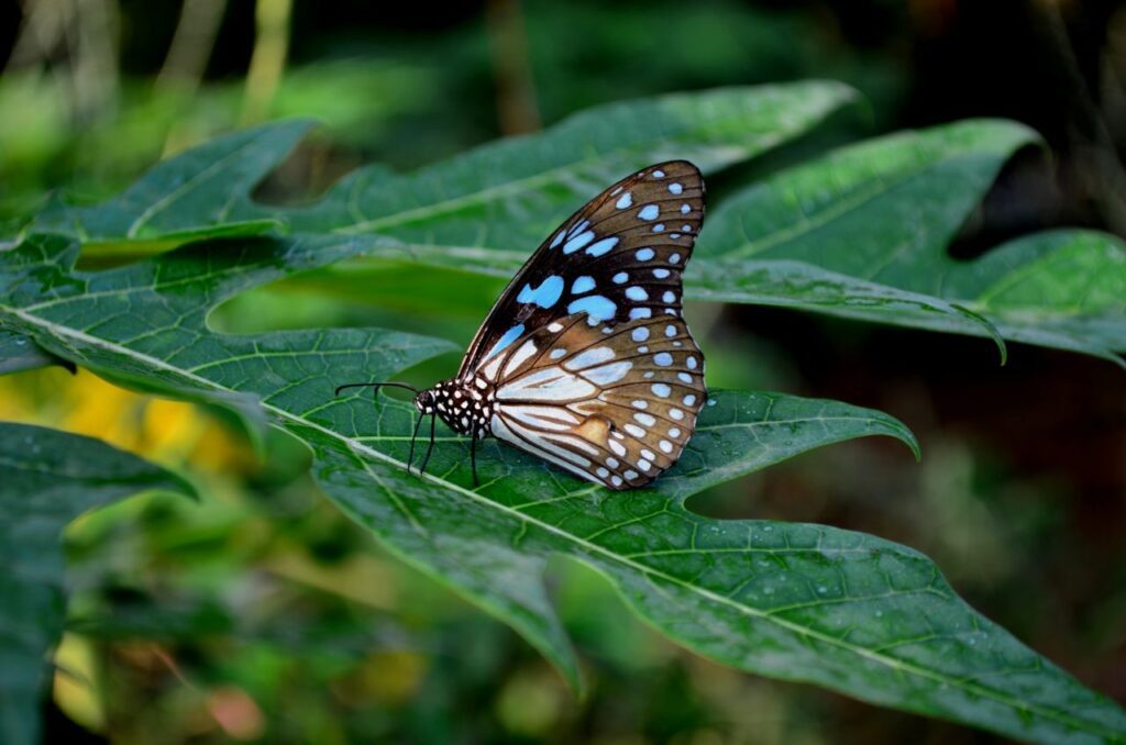 Blue Tiger Butterfly On Leaf 3 Stock Free