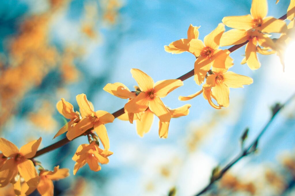 Border Forsythia, Forsythia × intermedia Free Photo