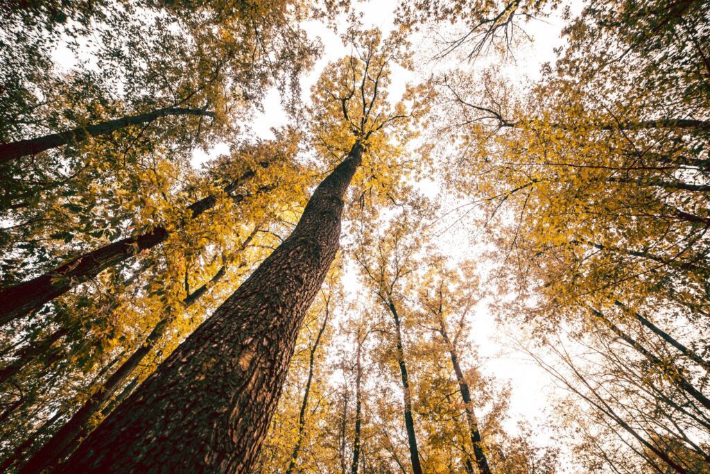 Bottom View Into The Treetops Free Photo