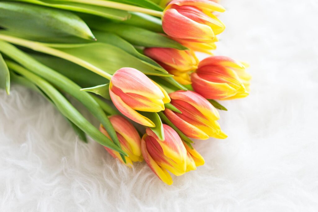 Bouquet of Kees Nelis Tulips on White Synthetic Pelt Free Photo