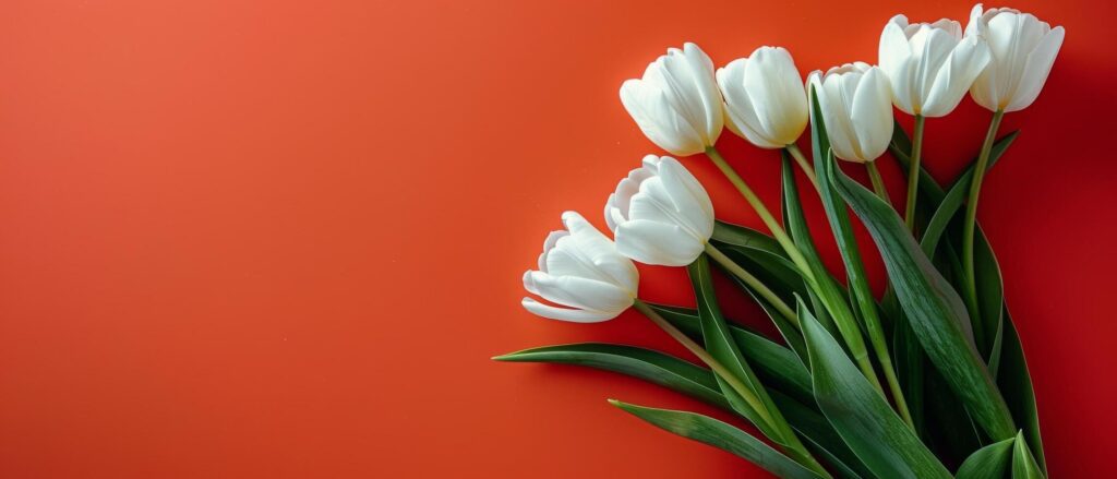 Bouquet of White Tulips on Orange Background Stock Free