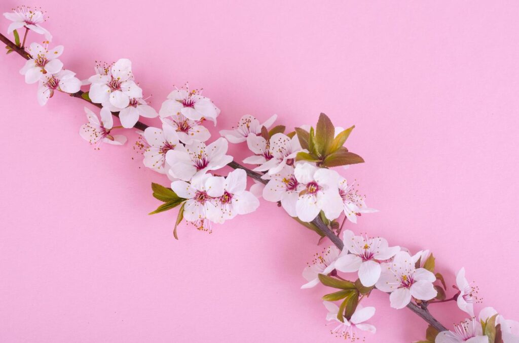 Branch with delicate white and pink flowers Stock Free