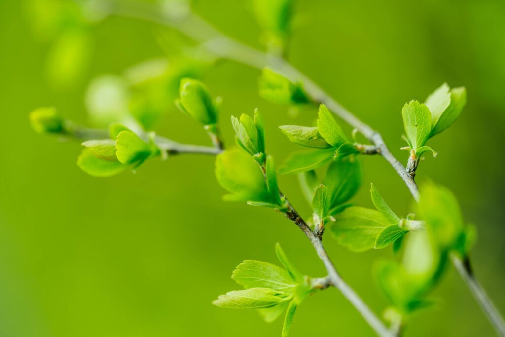 Branch With Young Leaves Free Photo