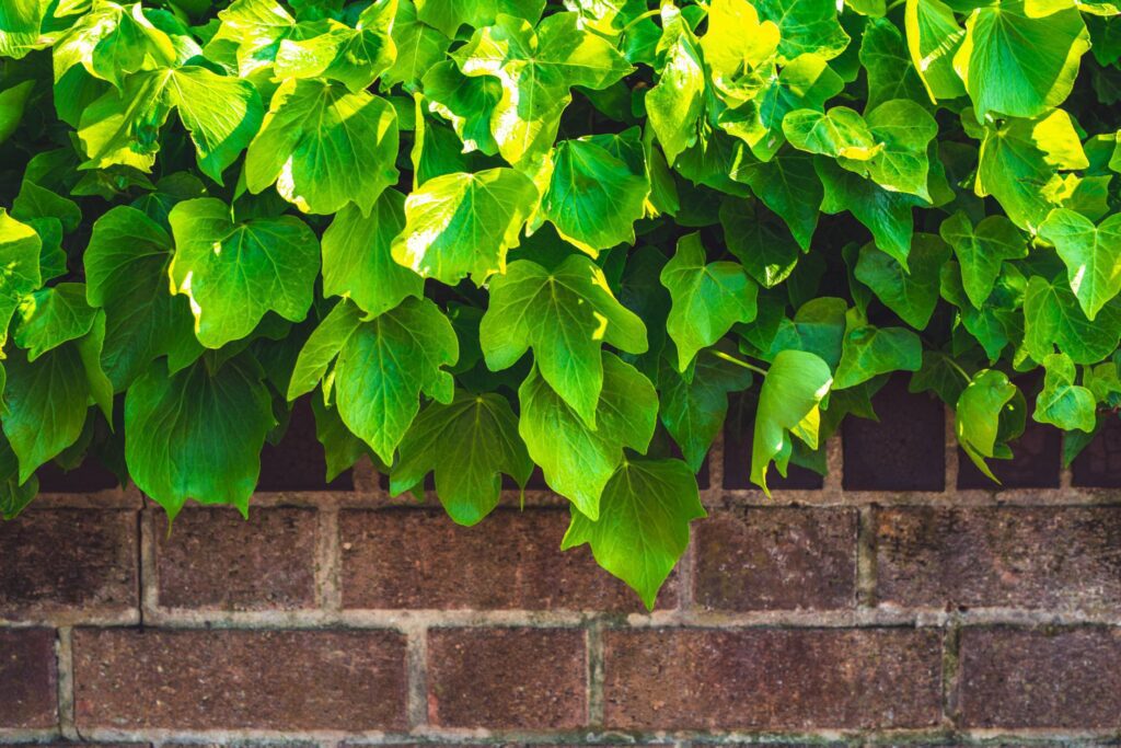 Brick Fence and Spring Green Leaves Free Photo