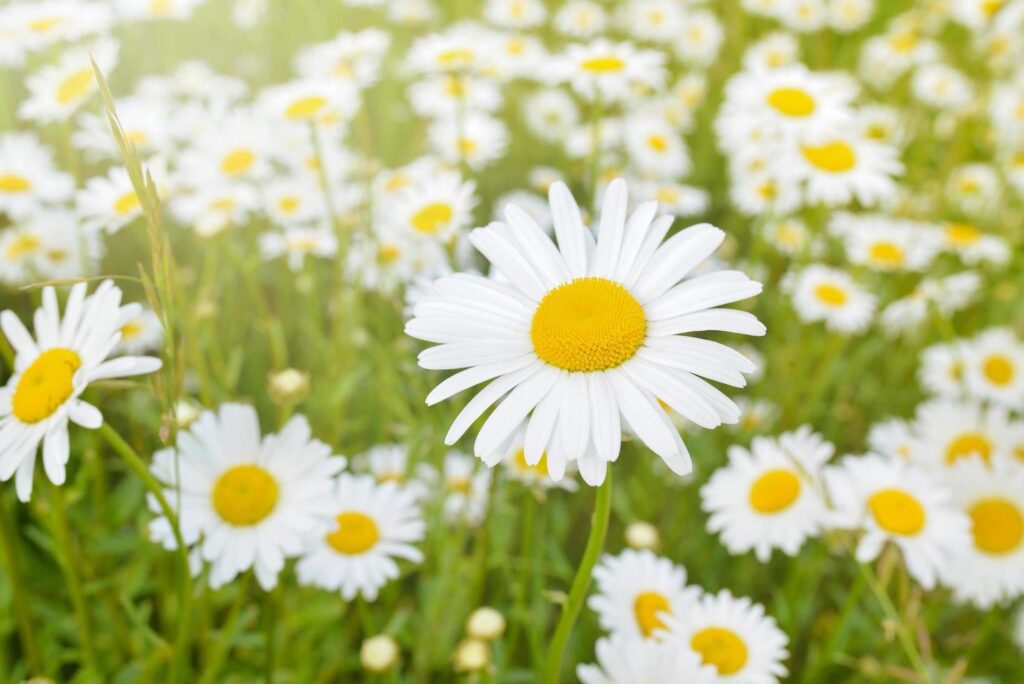 Brightly colored chamomile flowers, Daisies on blurred meadow background at sunny day . Stock Free