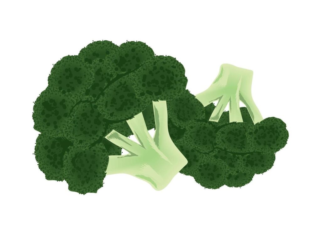 broccoli vegetable icon Stock Free