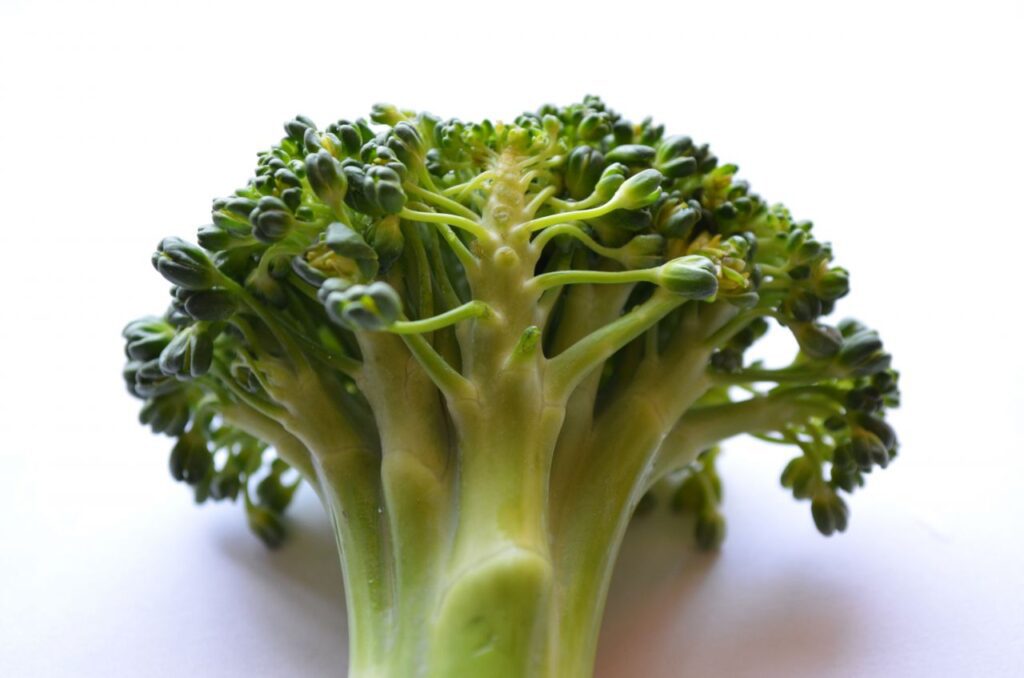 Broccoli Stock Free