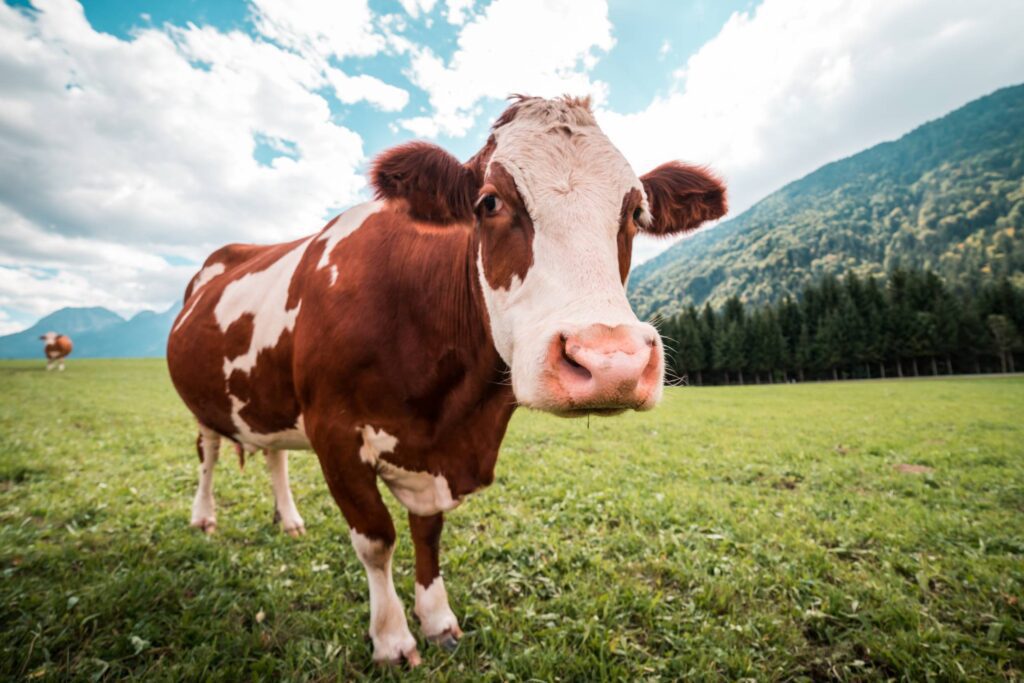 Brown and White Cow in Pasture Free Photo