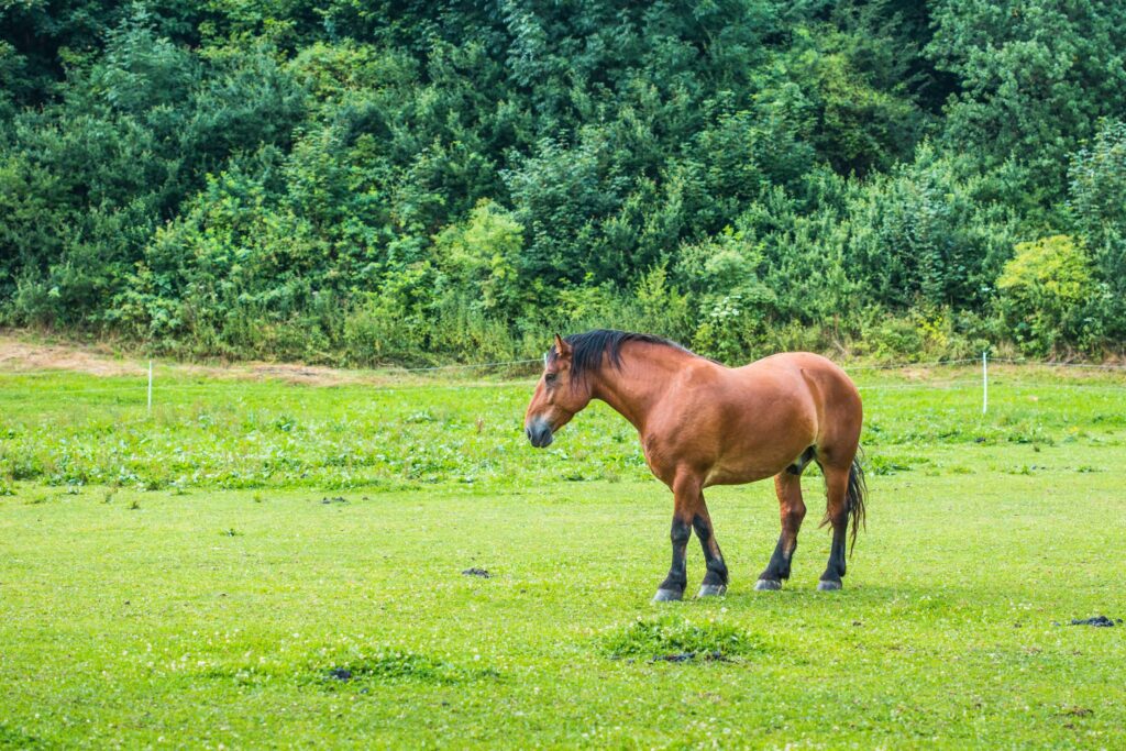 Brown Horse in a Meadow Free Photo