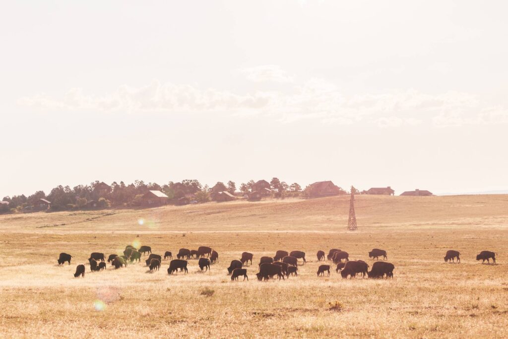 Buffalo Herd on a Field at Sunrise Free Photo