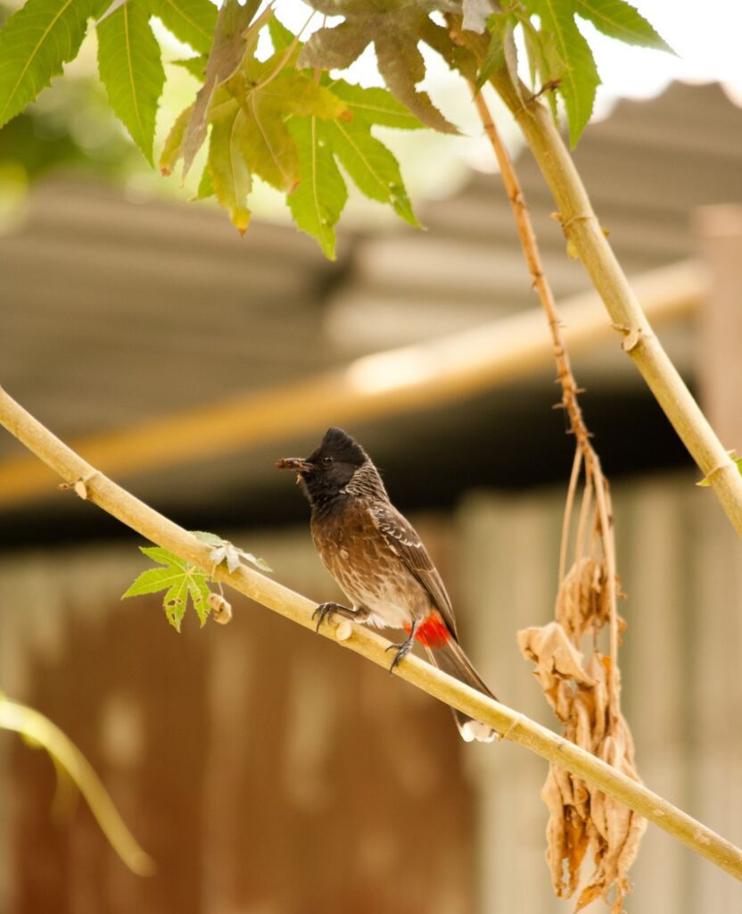 Bulbul Branch Small Bird Stock Free